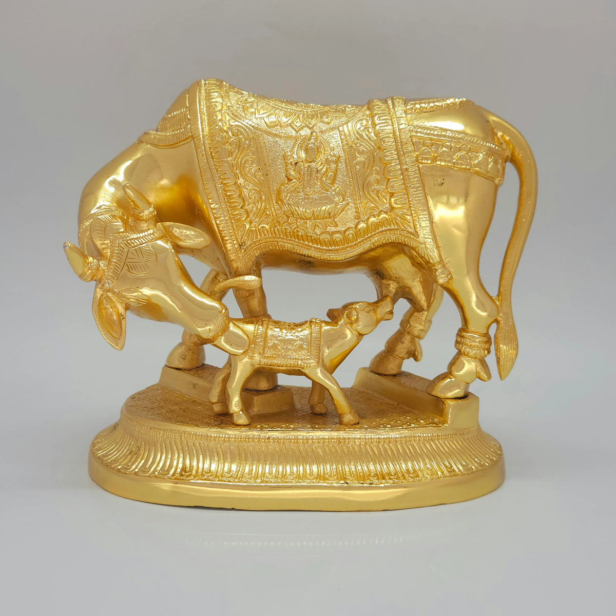 Cow calf 3.65kg