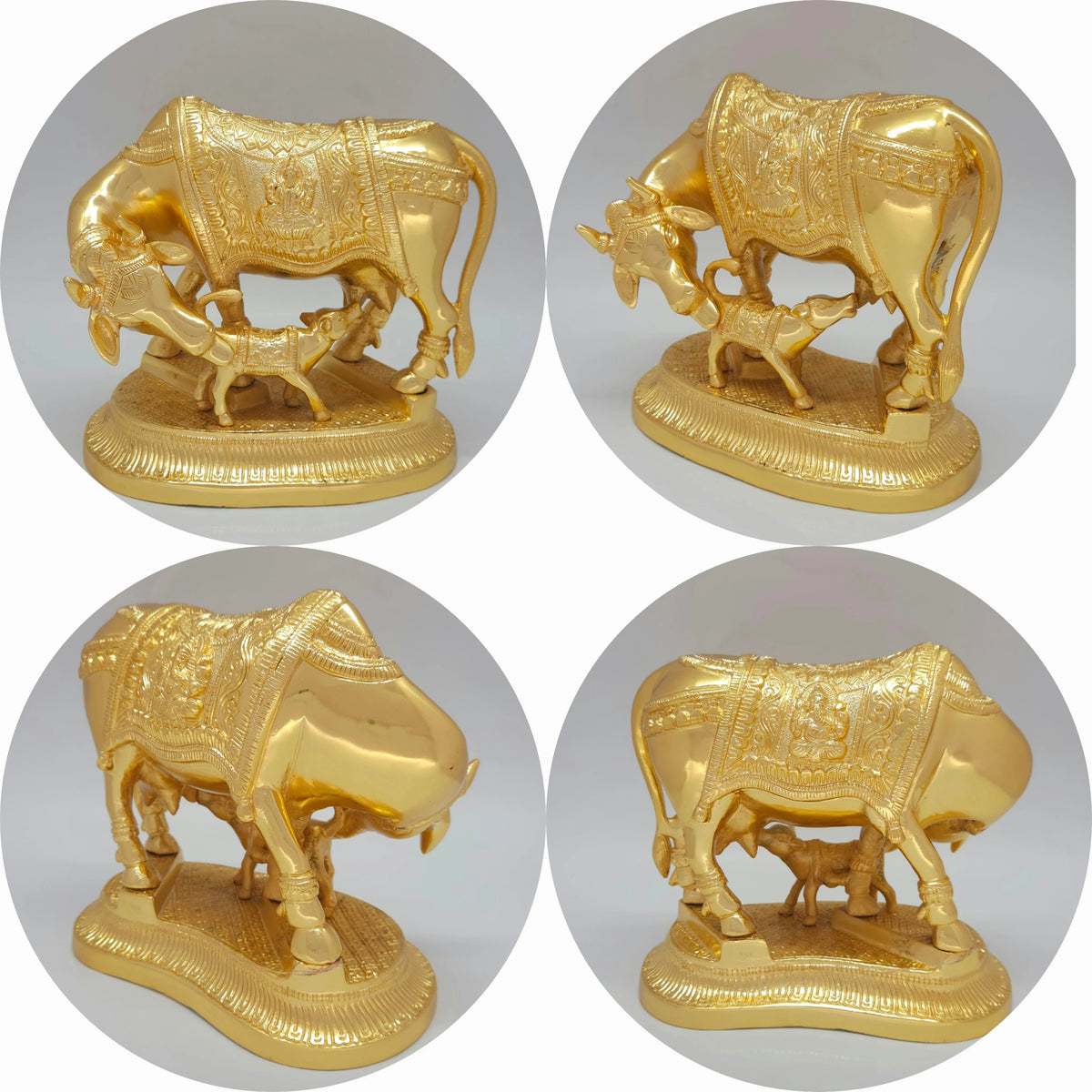 Cow calf 3.65kg